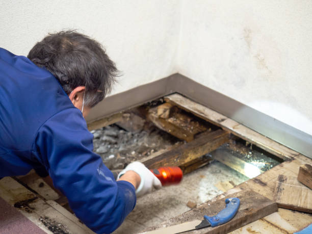 Best Affordable Mold Removal  in Wakefield, VA
