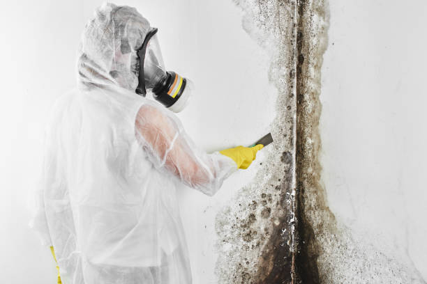 Best Mold Remediation Experts  in Wakefield, VA