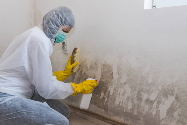 Best Mold Cleaning Services  in Wakefield, VA