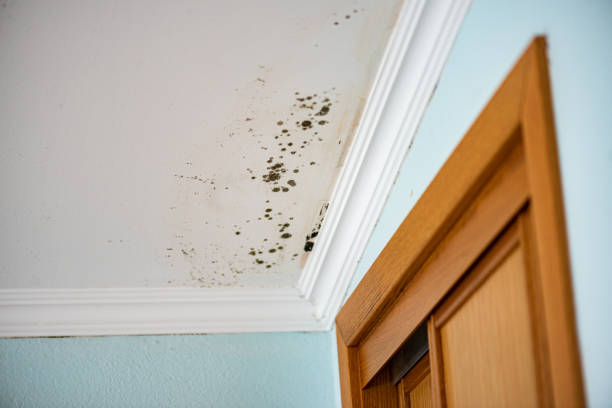 Best Mold Removal Near Me  in Wakefield, VA