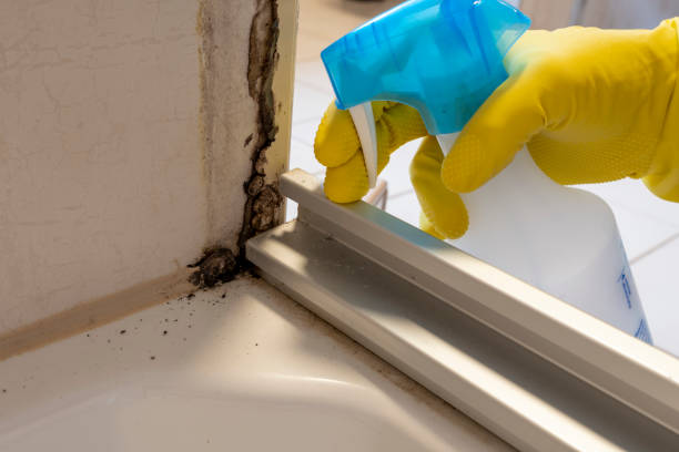 Best Mold Damage Repair  in Wakefield, VA