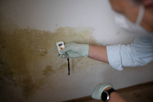 Best Mold Remediation Services  in Wakefield, VA