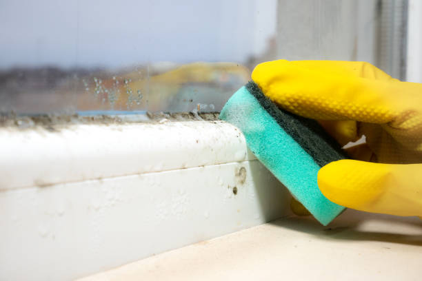 Best Mold Remediation Experts  in Wakefield, VA