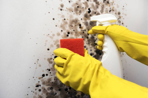 Wakefield, VA Mold Removal Company