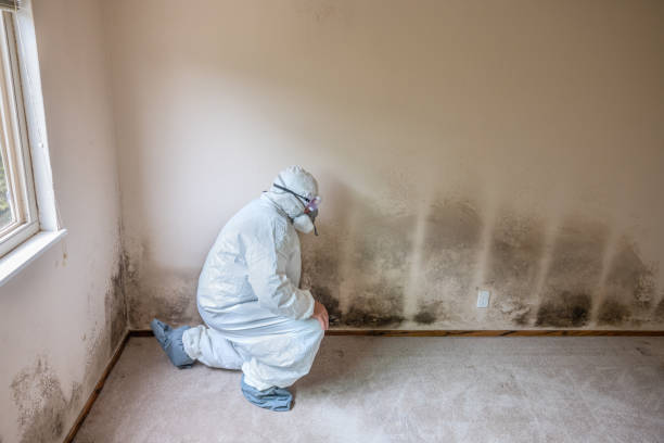 Professional Mold Removal in Wakefield, VA