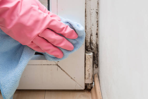 Attic Mold Removal in Wakefield, VA
